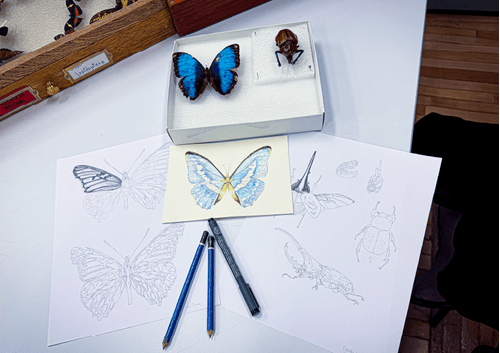 imagen e-commerce a0gPd0000015M49IAE_Ecommerce_  Ilustración cientifica mariposas y escarabajos.png