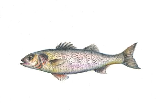 imagen e-commerce a0gPd0000015MddIAE_Ilustracion de corales y peces-lapices de colores acuarelables.jpg