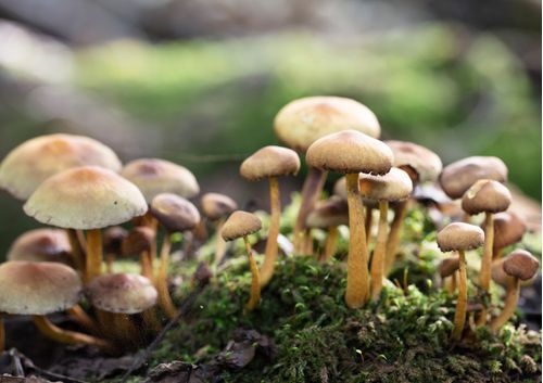 imagen e-commerce a0gPd000001KYRZIA4_Hongos psilocibios historia, biología, cultivo y uso medicinal.JPG